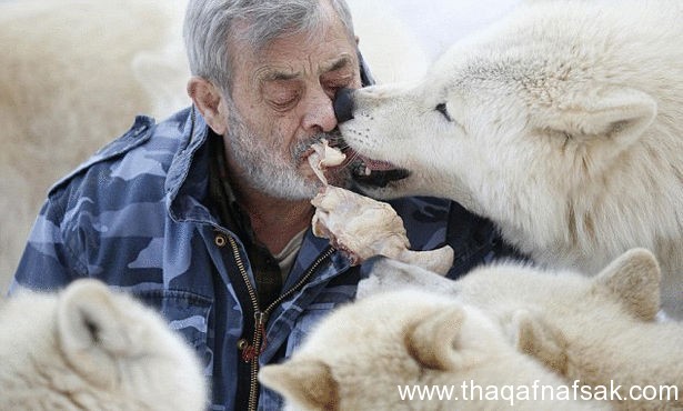 شاهد أكثر 10 صور أثارة لـ الرجل الذئب ! شاهد أكثر 10 صور أثارة لـ الرجل الذئب !