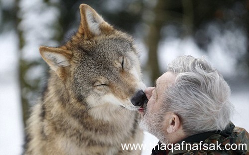 شاهد أكثر 10 صور أثارة لـ الرجل الذئب ! شاهد أكثر 10 صور أثارة لـ الرجل الذئب !