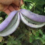 فواكة غريبة قد تراها لأول مرة بالصور