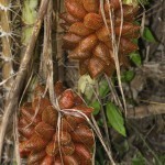 فواكة غريبة قد تراها لأول مرة بالصور