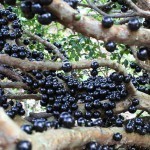 فواكة غريبة قد تراها لأول مرة بالصور