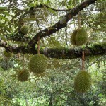 فواكة غريبة قد تراها لأول مرة بالصور