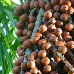 فواكة غريبة قد تراها لأول مرة بالصور