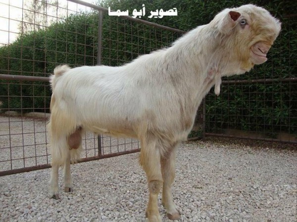 الماعز الدمشقي أغرب أشكال الماعز التي يمكن أن تشاهدها الماعز الدمشقي أغرب أشكال الماعز التي يمكن أن تشاهدها