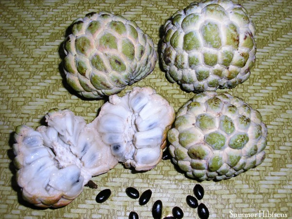 فوائد فاكهة القشطة ٣١ فائدة لصحتك وجمالك