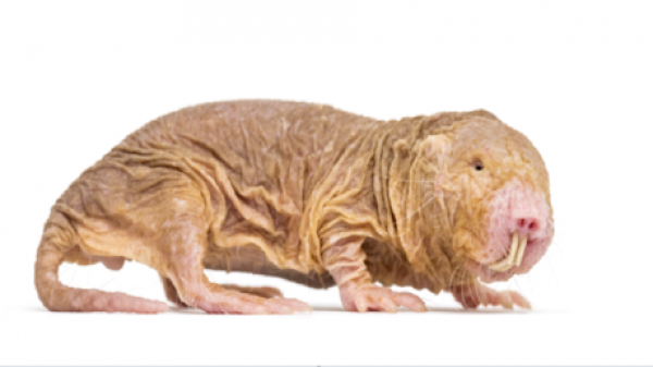 اكتشاف مثير للاهتمام لدى فئران الخلد العارية! اكتشاف مثير للاهتمام لدى فئران الخلد العارية!