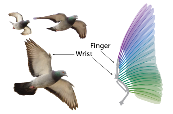الرُّوبوت الحَمام “PigeonBot”.. أول روبوت مصنوع بريشٍ حقيقي يُحاكي حركة الطيور الرُّوبوت الحَمام “PigeonBot”.. أول روبوت مصنوع بريشٍ حقيقي يُحاكي حركة الطيور