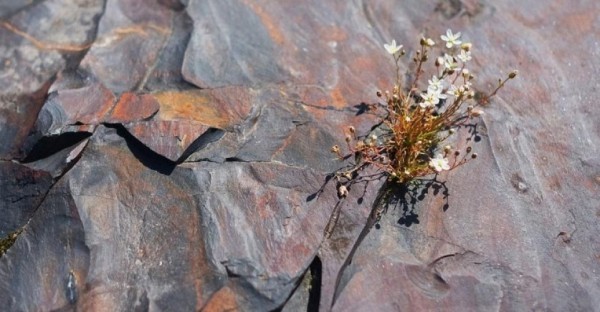 اكتشاف جديد ينفي نظرية خسارة الأرض للأوكسجين بشكل غامض قبل ملياري عام