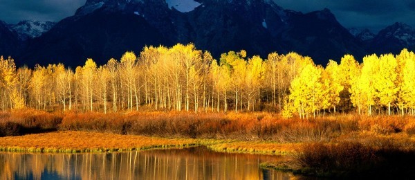 هل تعلم ما هو أكبر مخلوق على سطح الأرض؟!.. ستفاجئك الإجابة