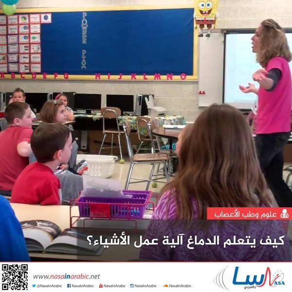 كيف يتعلم الدماغ آلية عمل الأشياء؟