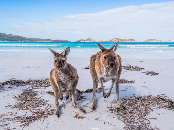 ماذا تعرف عن استراليا .. القارة التي تواجه النار حاليًّا