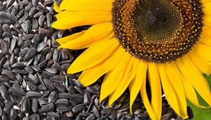 أفضل الأطعمة التي تضمن تقوية جهازك المناعي وتنشيطه أفضل الأطعمة التي تضمن تقوية جهازك المناعي وتنشيطه