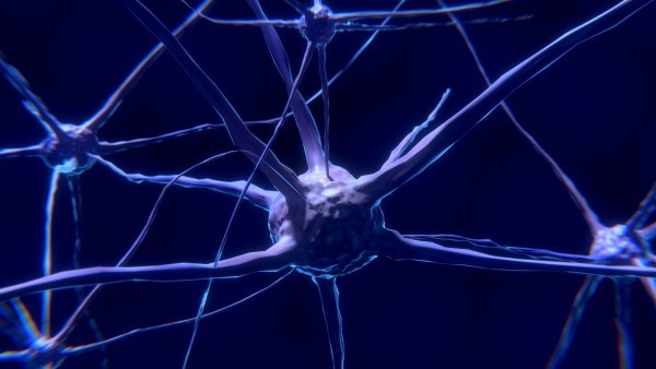 رحلة داخل حديقتنا الدماغية… هل تُجدد الخلايا العصبية حقًا نفسها؟ رحلة داخل حديقتنا الدماغية… هل تُجدد الخلايا العصبية حقًا نفسها؟