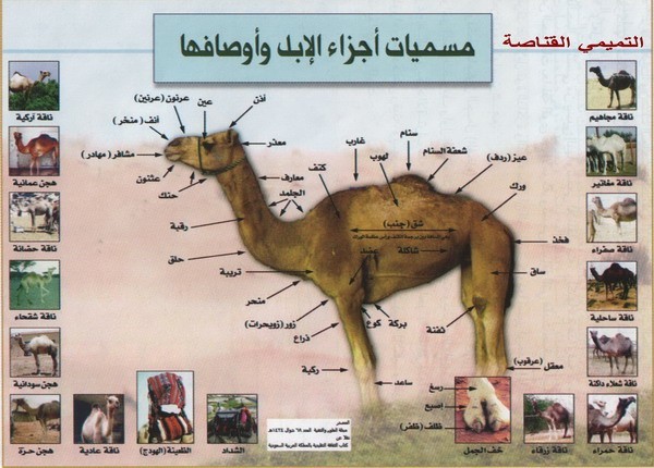 من عجائب اللغة العربية: هل تعلم كم عدد الكلمات التي تشير إلى “الإبل”؟ من عجائب اللغة العربية: هل تعلم كم عدد الكلمات التي تشير إلى “الإبل”؟