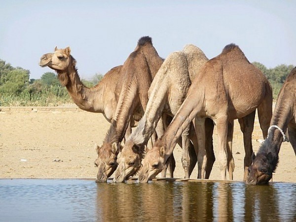 من عجائب اللغة العربية: هل تعلم كم عدد الكلمات التي تشير إلى “الإبل”؟ من عجائب اللغة العربية: هل تعلم كم عدد الكلمات التي تشير إلى “الإبل”؟