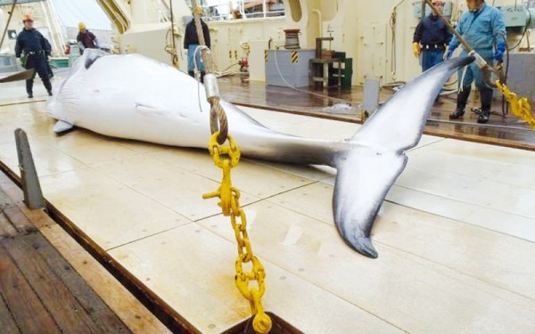 احصائيات وارقـام مُفزعة حـول العالم