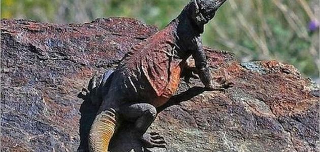 تكيف الكائنات الحية