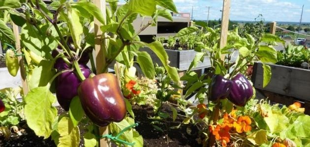 طرق الزراعة العضوية