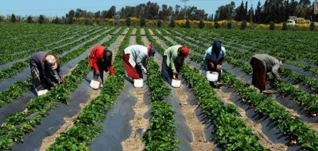 مفهوم الإنتاج الزراعي مفهوم الإنتاج الزراعي