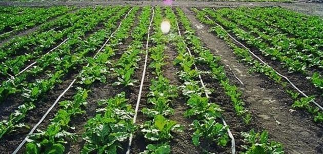 طرق الري بالتنقيط