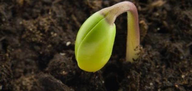 تعريف خصوبة التربة