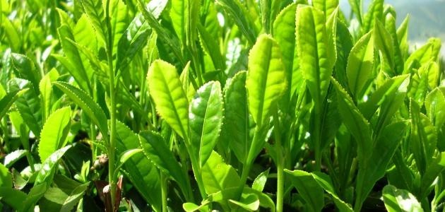 أنواع النباتات