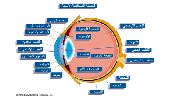 العين البشرية العين البشرية