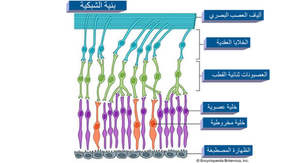 العين البشرية العين البشرية