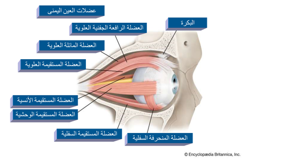 العين البشرية العين البشرية