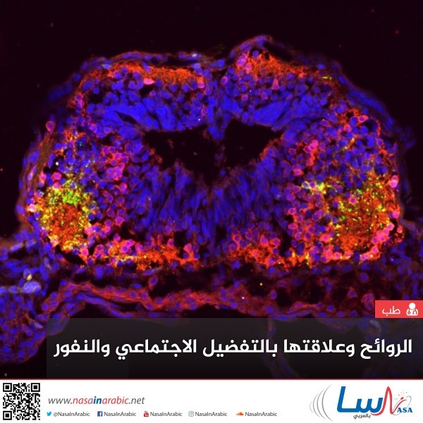 الروائح وعلاقتها بالتفضيل الاجتماعي والنفور