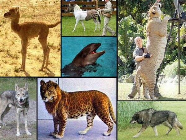 تهجين الحيوانات.. إلى أين؟ أغرب الحيوانات المهجنة في العالم