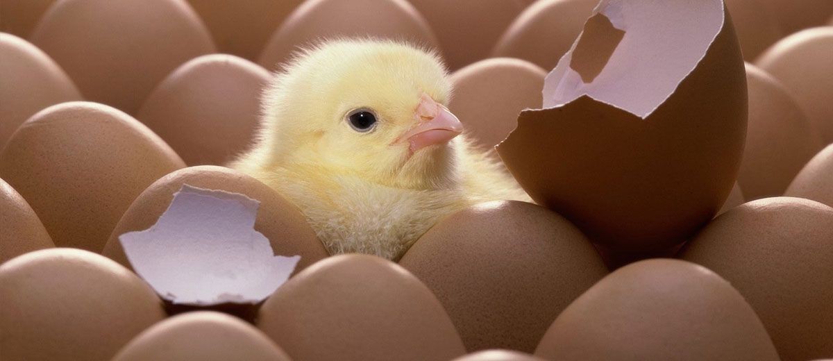 أغرب 7 أُمهات في مملكة الحيوان