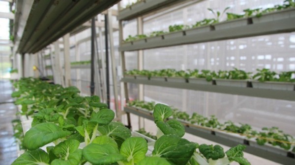 الزراعة العمودية في سنغافورة.. الحاجة أم الإختراع!