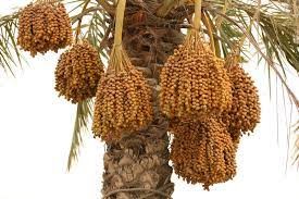 أفضل أنواع حبوب اللقاح أفضل أنواع حبوب اللقاح