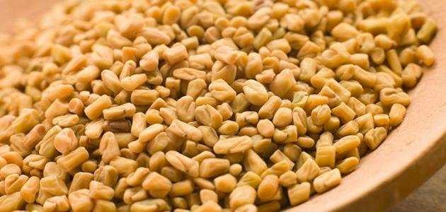 الحلبة وحرقان البول الحلبة وحرقان البول
