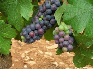 أنواع العنب في العالم أنواع العنب في العالم