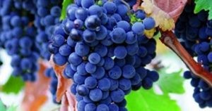 أنواع العنب في العالم أنواع العنب في العالم