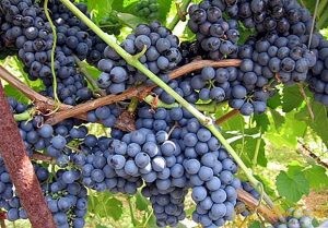 أنواع العنب في العالم أنواع العنب في العالم