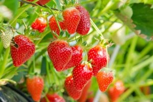 فوائد اليانسون للمسالك البولية فوائد اليانسون للمسالك البولية