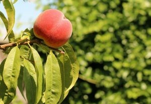 أصناف الخوخ بالصور أصناف الخوخ بالصور