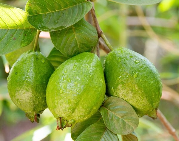 متى تزهر الجوافة