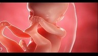 متى يبدأ الجنين بالحركة متى يبدأ الجنين بالحركة