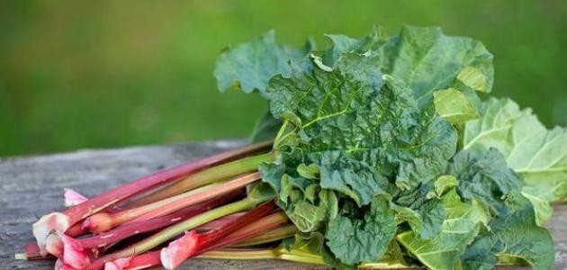 عشبة الراوند