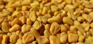 اعشاب لوجع الكلى اعشاب لوجع الكلى
