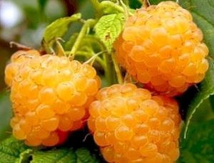أنواع التوت أنواع التوت