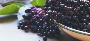 أنواع التوت أنواع التوت