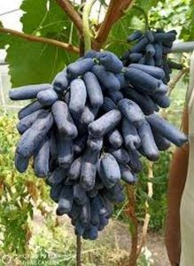 عنب طويل عنب طويل