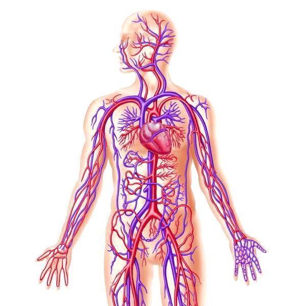 الاعصاب في جسم الانسان