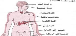 خريطة الغدد في جسم الانسان خريطة الغدد في جسم الانسان
