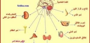 خريطة الغدد في جسم الانسان خريطة الغدد في جسم الانسان